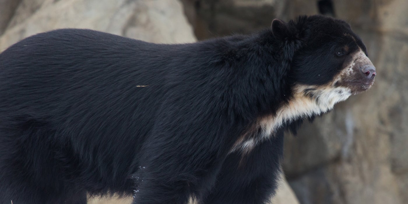 Andean bear Quito explores his habitat at the Smithsonian's National Zoo. 