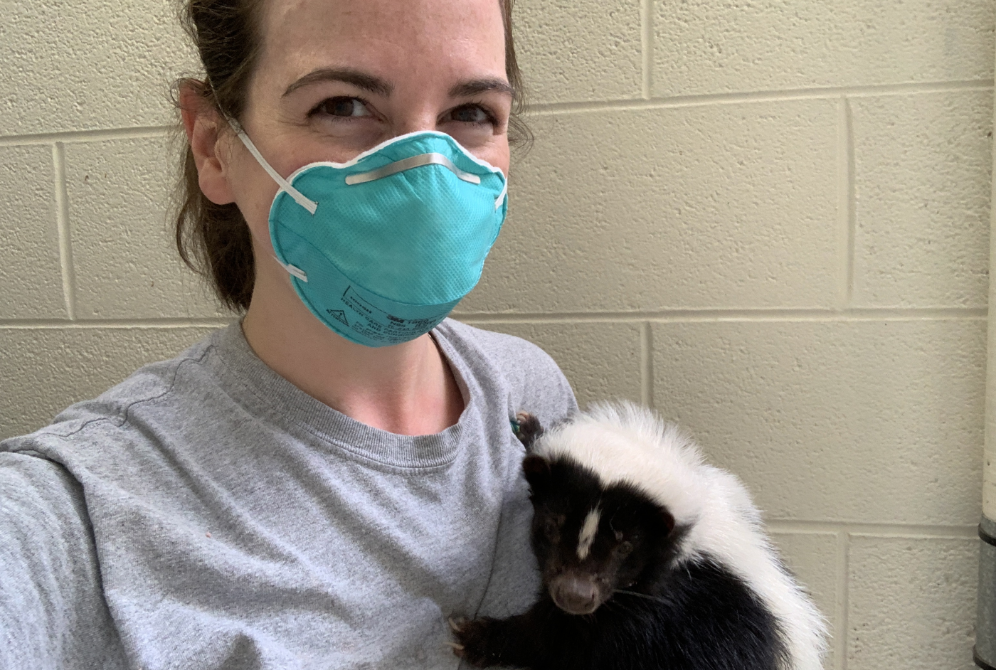 Animal Keeper Ann Gutowski holds a skunk on her chest. Ann is wearing a gray T-shirt and a blue mask. The skunk is looks toward the camera and is holding onto Ann's shirt, making the shirt bunch slightly under its paws.