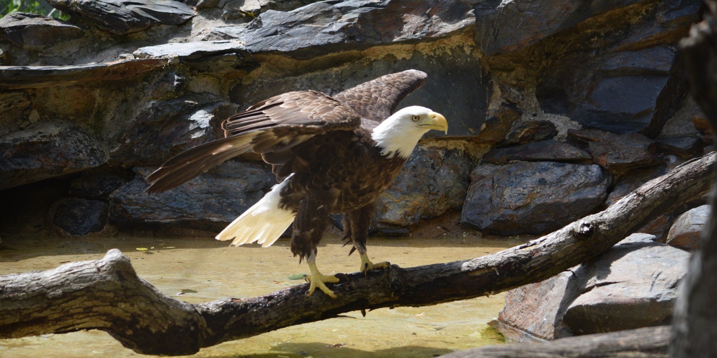 How to Care for Bald Eagles  Smithsonian's National Zoo and Conservation  Biology Institute