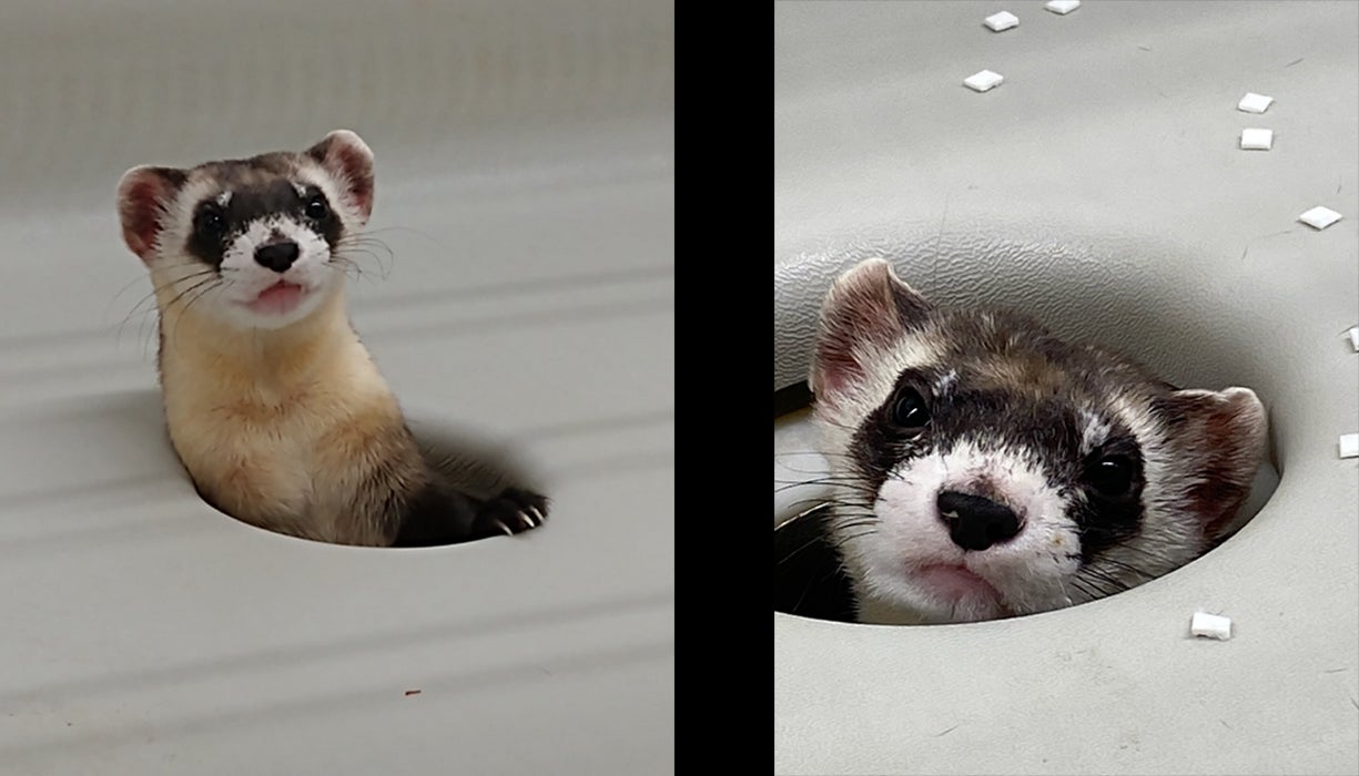 Two photos of black-footed ferrets next to each other. Both ferrets are popping their head out of a hole. The rest of the habitat is white. There are white foam, square chips scattered around the habitat of the ferret on the right.