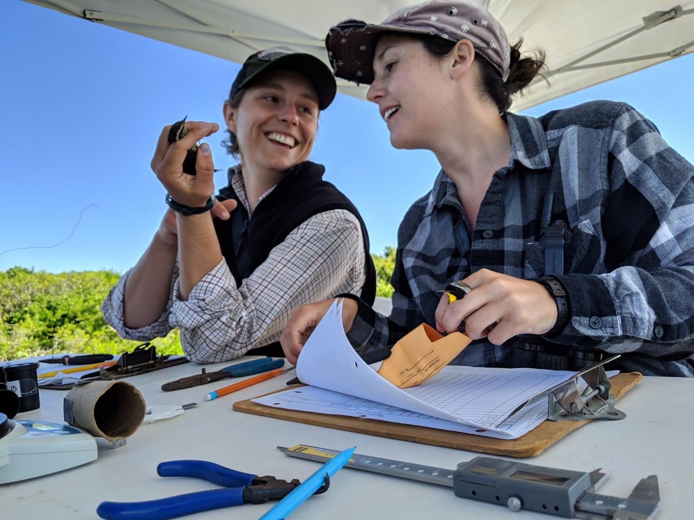 Two SMBC field researchers band two birds for tracking purposes at a field station site in Texas. The table in front of them has a clipboard, scale, ruler and other tools.