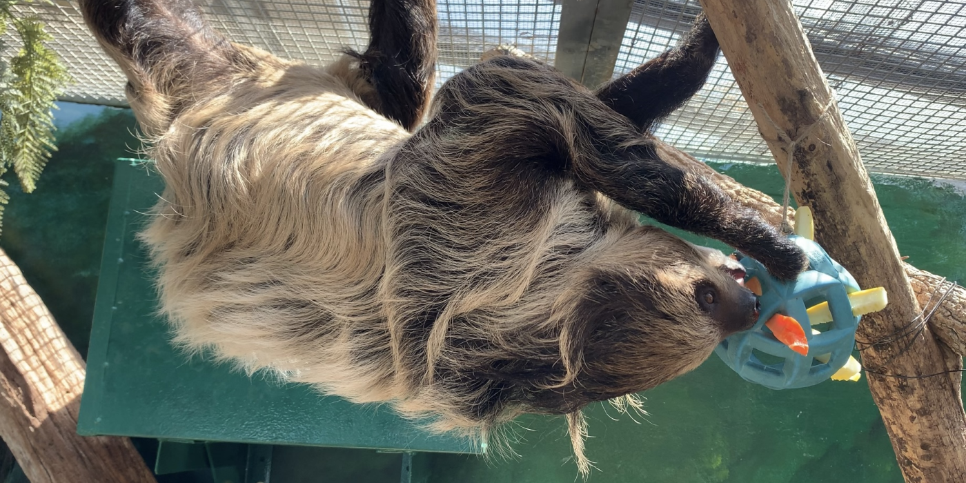 Two-toed sloth, Athena, hangs with her back legs from the ceiling of her exhibit. Her front right arm is on a tree branch in front of her. Hanging further down the branch is a blue ball with large holes. Vegetables poke out of the ball's holes.