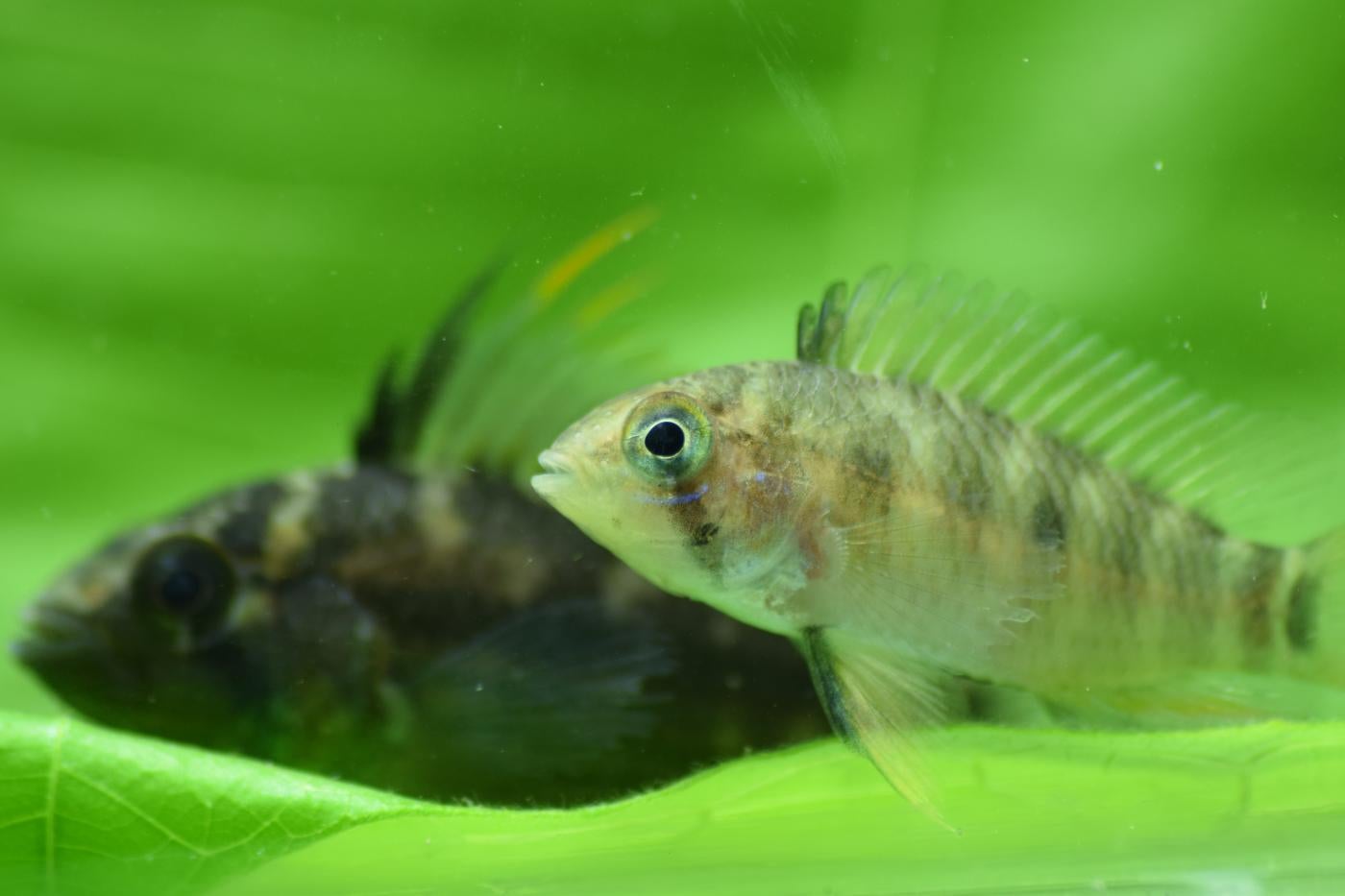Two small banded dwarf cichlids with light stripes down their bodies and fins down their backs swim over a green leaf