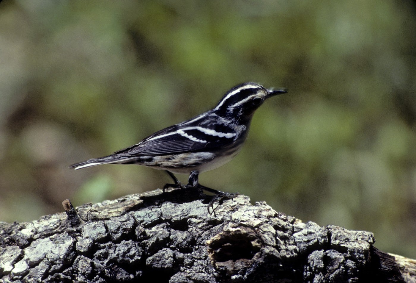 a small bird standing on bark from a fallen tree