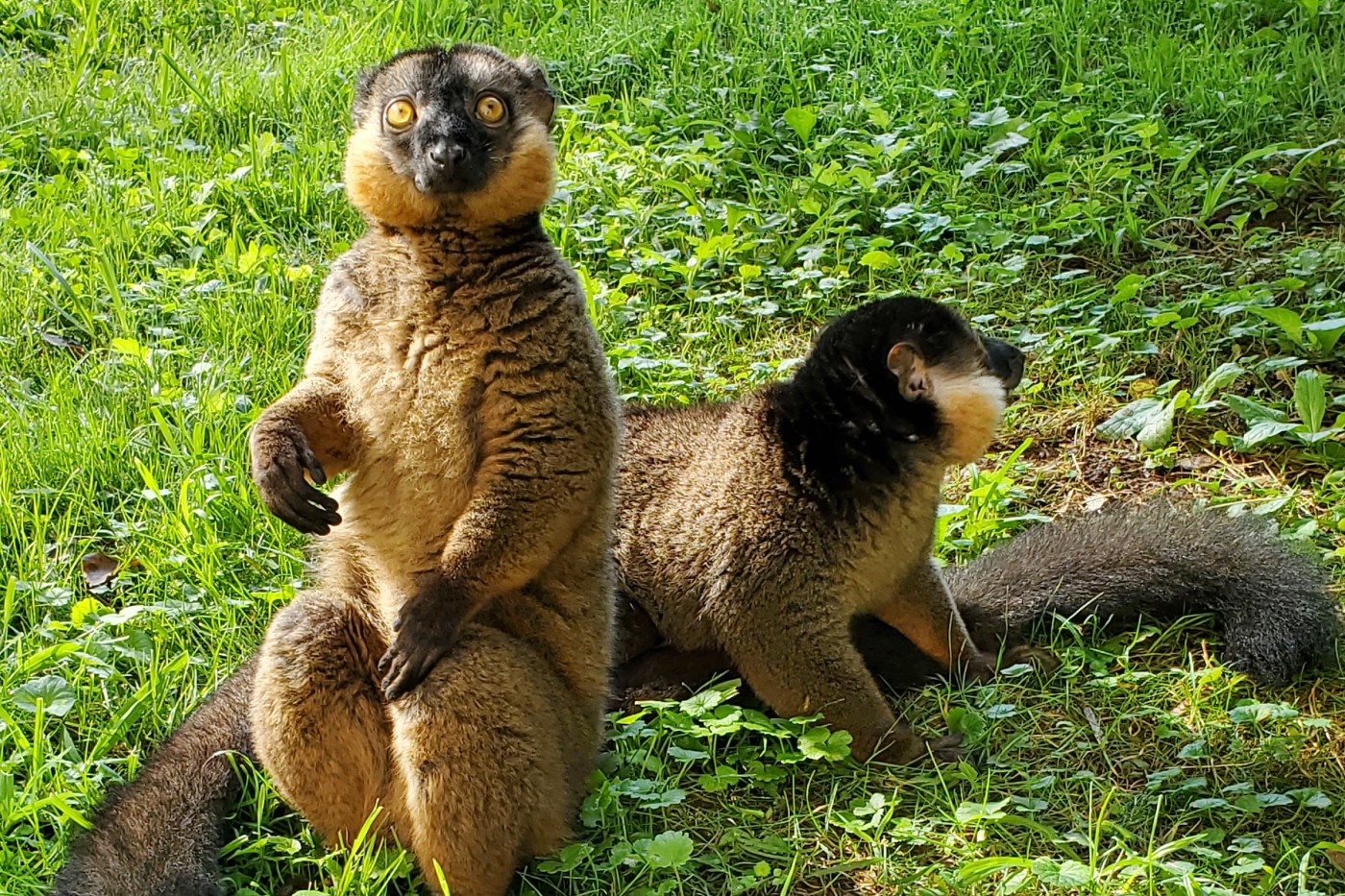 Brown-collared lemur brothers Beemer and Bentley sit next to each other in the grass.