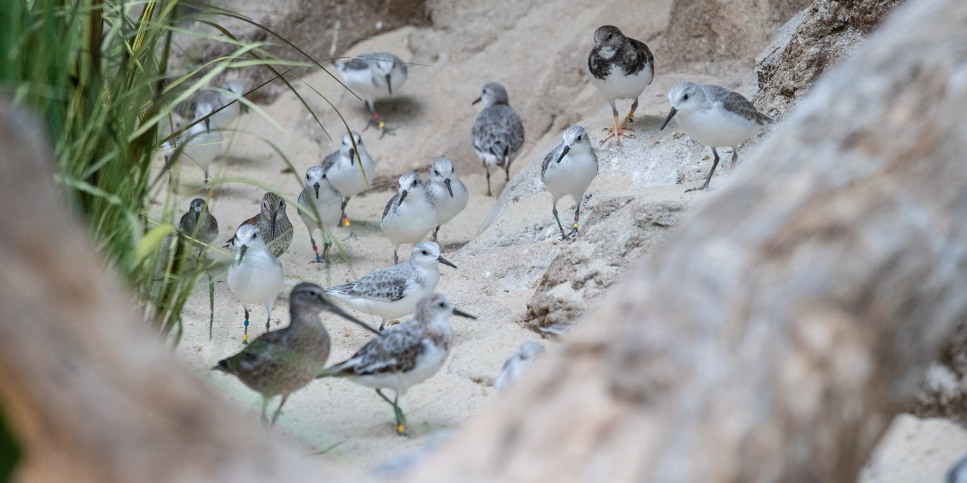 Small shorebirds gather among the sands of the Delaware Bay aviary.