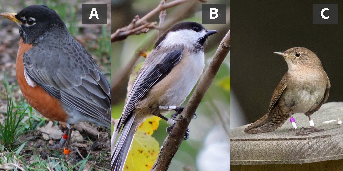 Three birds, an American robin, a Carolina chickadee and a house wren, with color and aluminum tracking bands around their legs. The bird photos are labeled A, B and C, respectively.