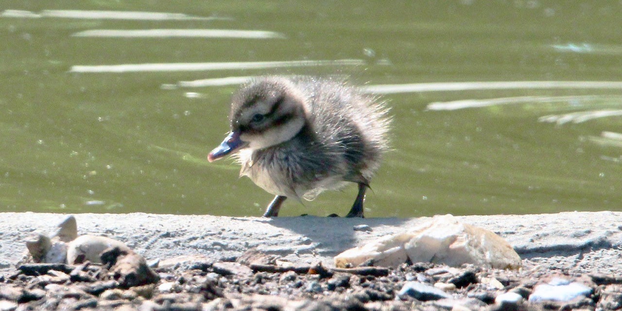 Northern pintail duckling at the Bird House, 2020