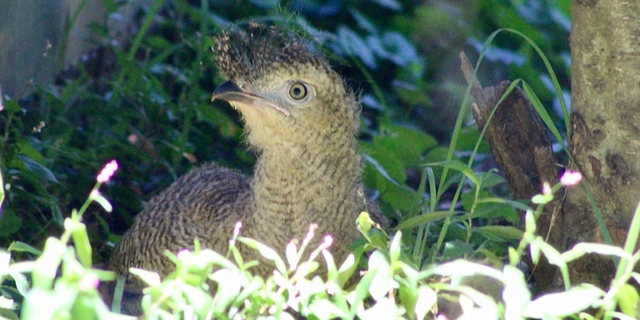 Red-Legged Seriema chick hatched at the Bird House in 2020
