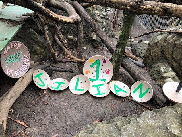 Keepers celebrate clouded leopard Jilian's first birthday. 
