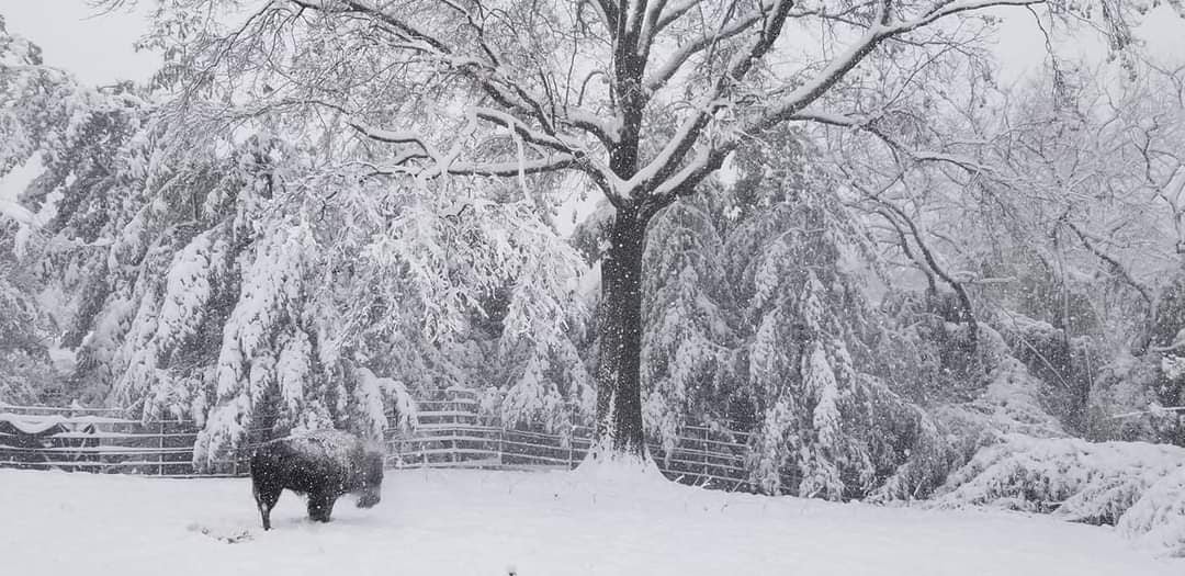 An American bison stands in a snow covered yard, in front of a giant tree which is also covered in snow. The bison's head and back also have snow on it.