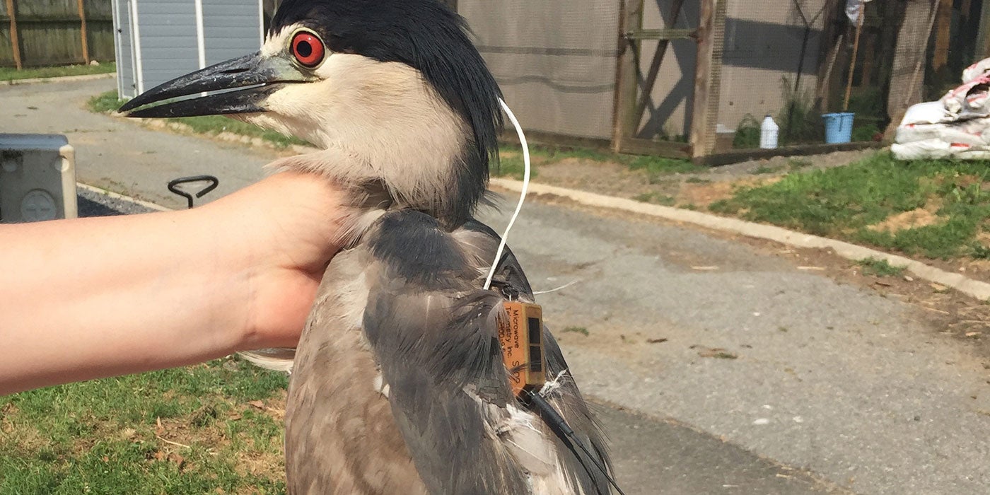a scientists holds a a black-crowned night heron with a small orange tracker backpack attached