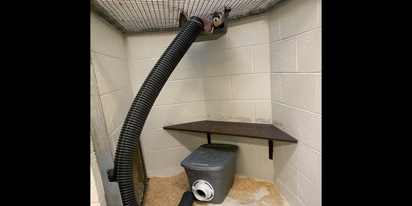 A black-footed ferrets sits in the bottom of a plastic carrier that is attached to the ceiling. Leading up to the carrier is a large black tube, which lands on the floor next to a bin with a hole in it.
