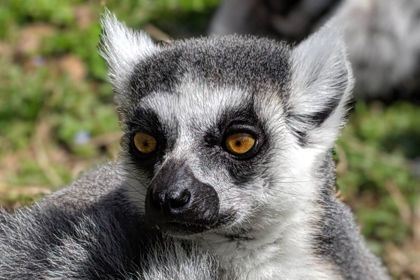 Close-up portrait of ring-tailed lemur Bowie. 