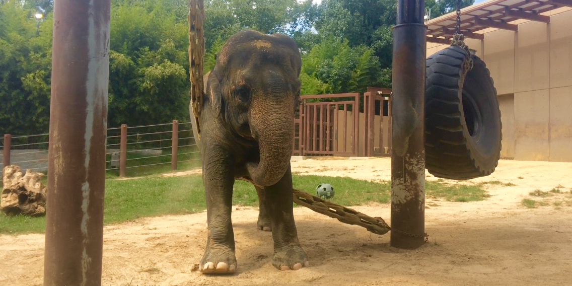 Female Asian elephant, Bozie, stands over a vine-like structure made of firehose. There are sturdy metal poles on either side of her, and behind the right pole is a care tire hanging from a rope. Bozie is outside, in one of the yards.