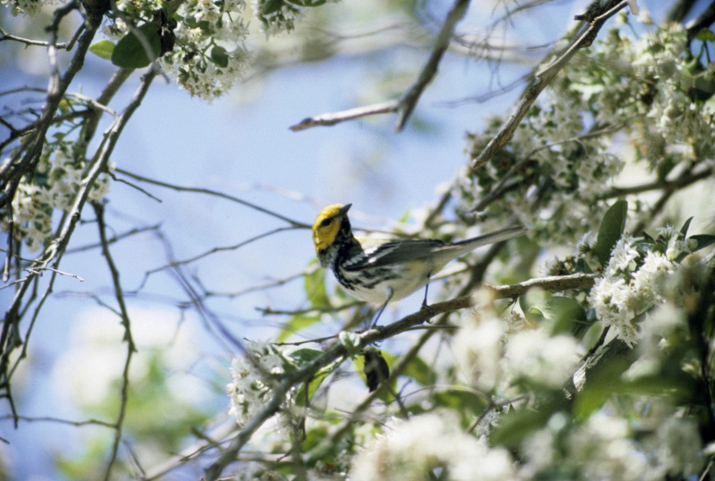 small bird perching in a tree with blooming flowers