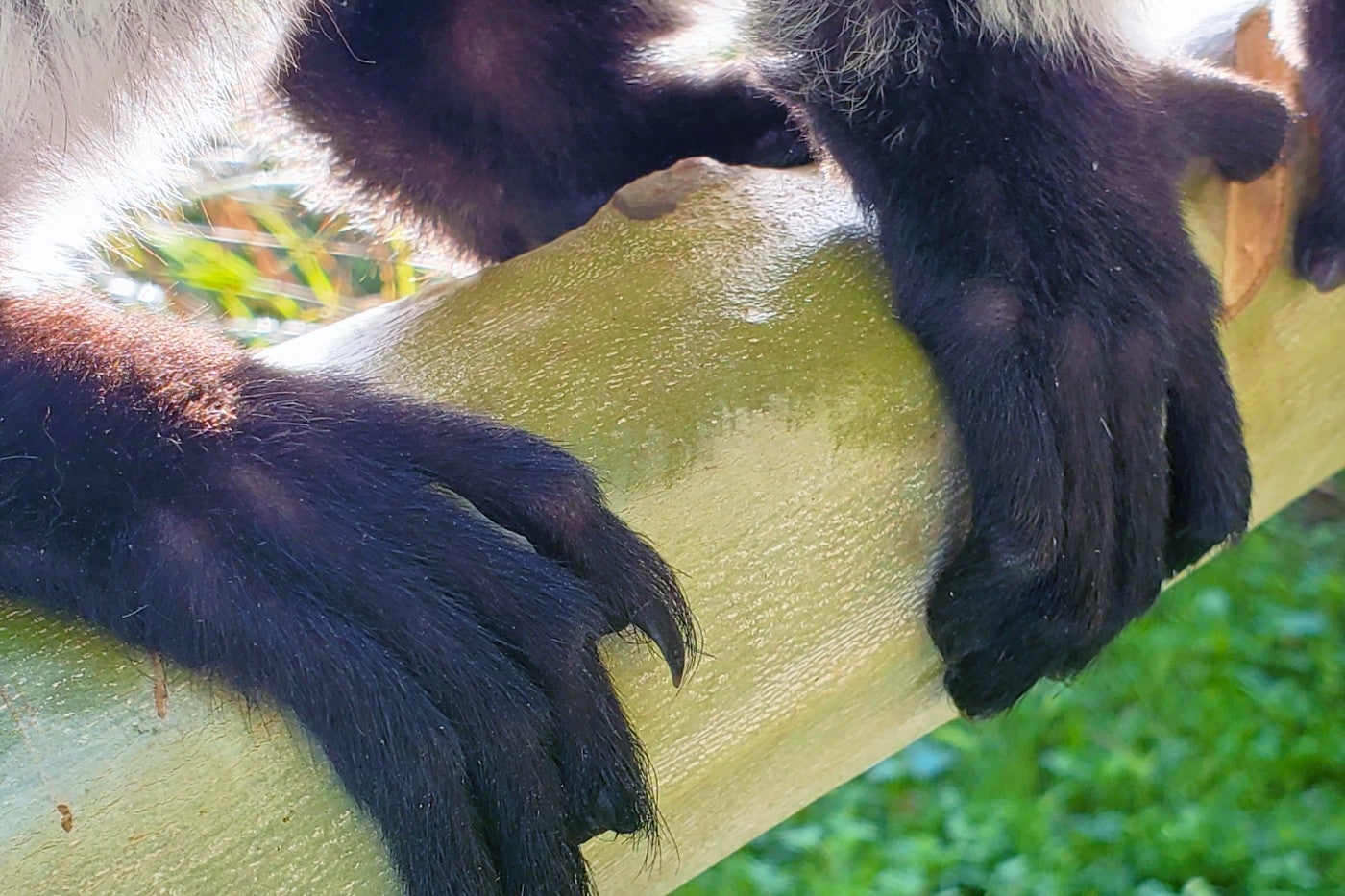 Black-and-white ruffed lemurs' back feet have a grooming claw, also known as a toilet claw. 