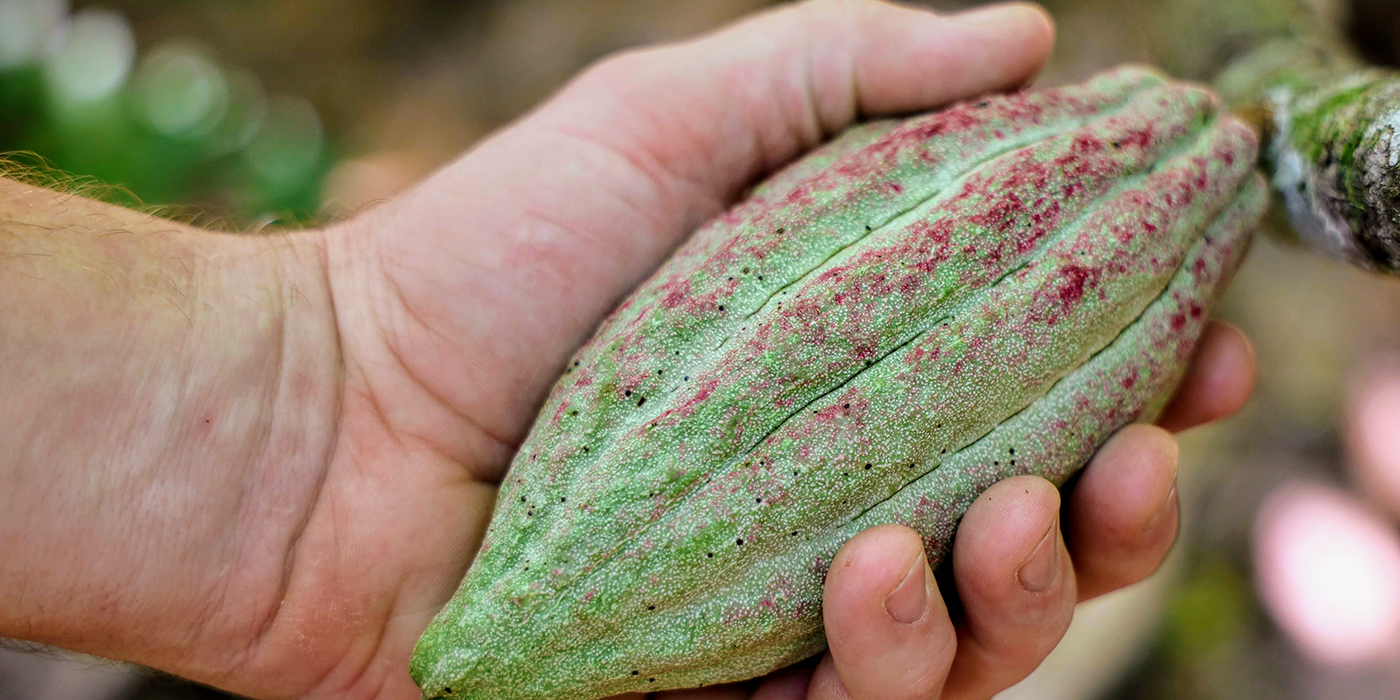 a hand holding a green cacao pod with speckles of red