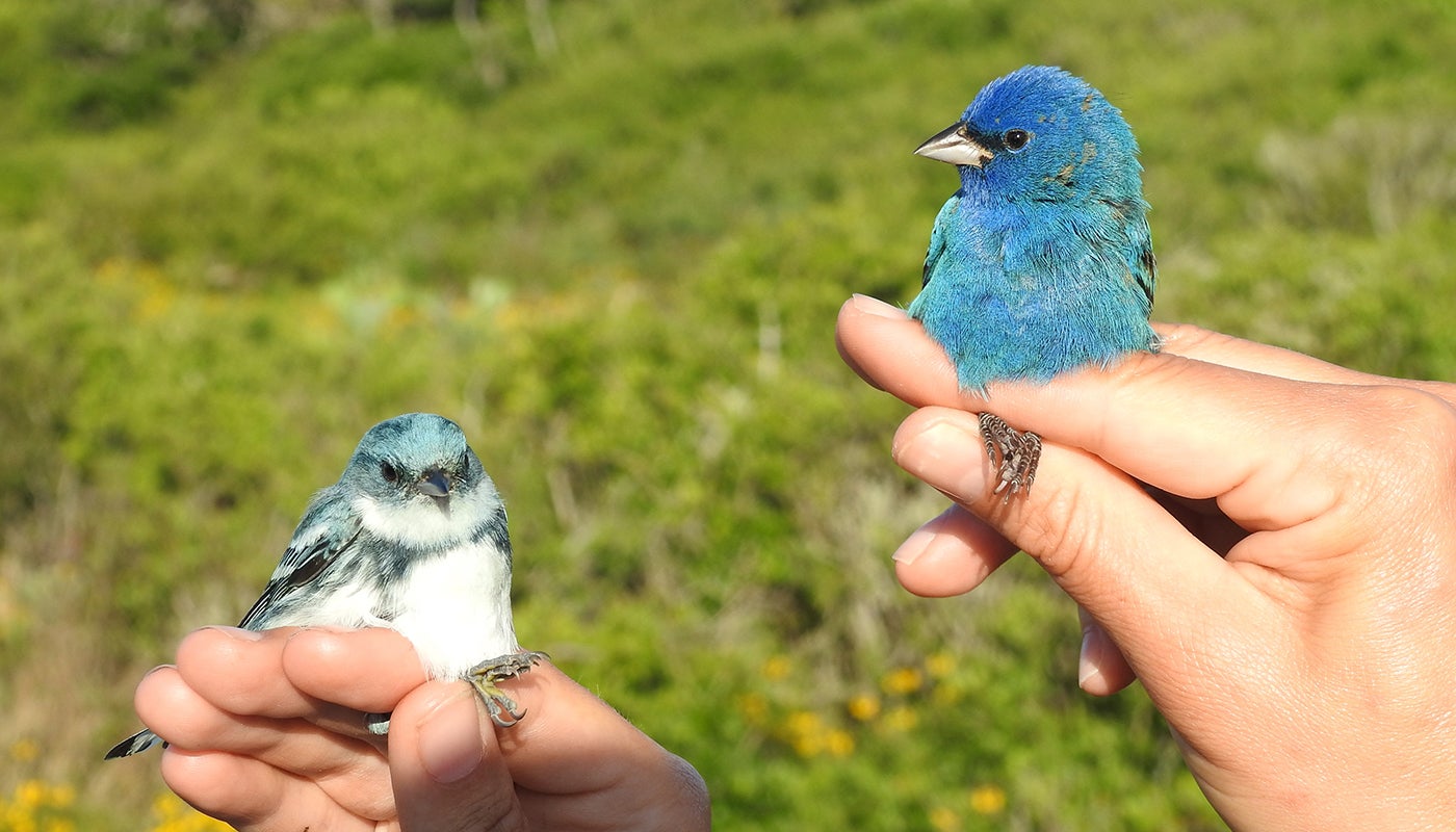 A light blue and white bird, called a cerulean warbler, and a bright blue bird, called an indigo bunting, being held in a researcher's hands