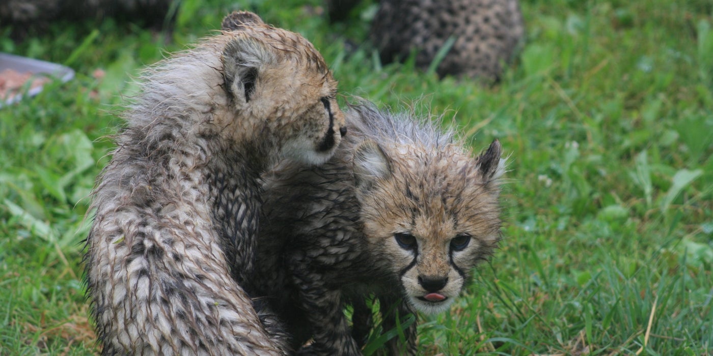 Two SCBI cheetah cubs in the rain. 