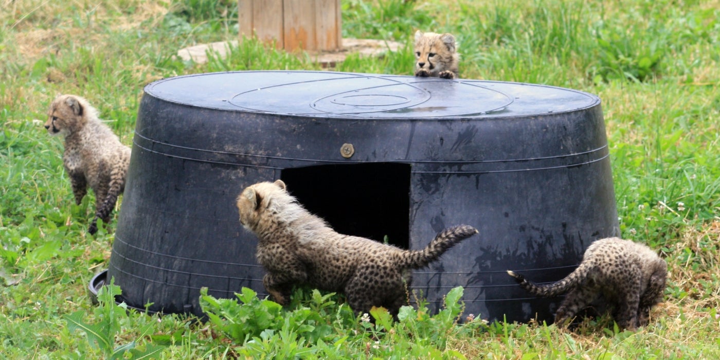 SCBI cheetah cubs explore a large rubber tub. 