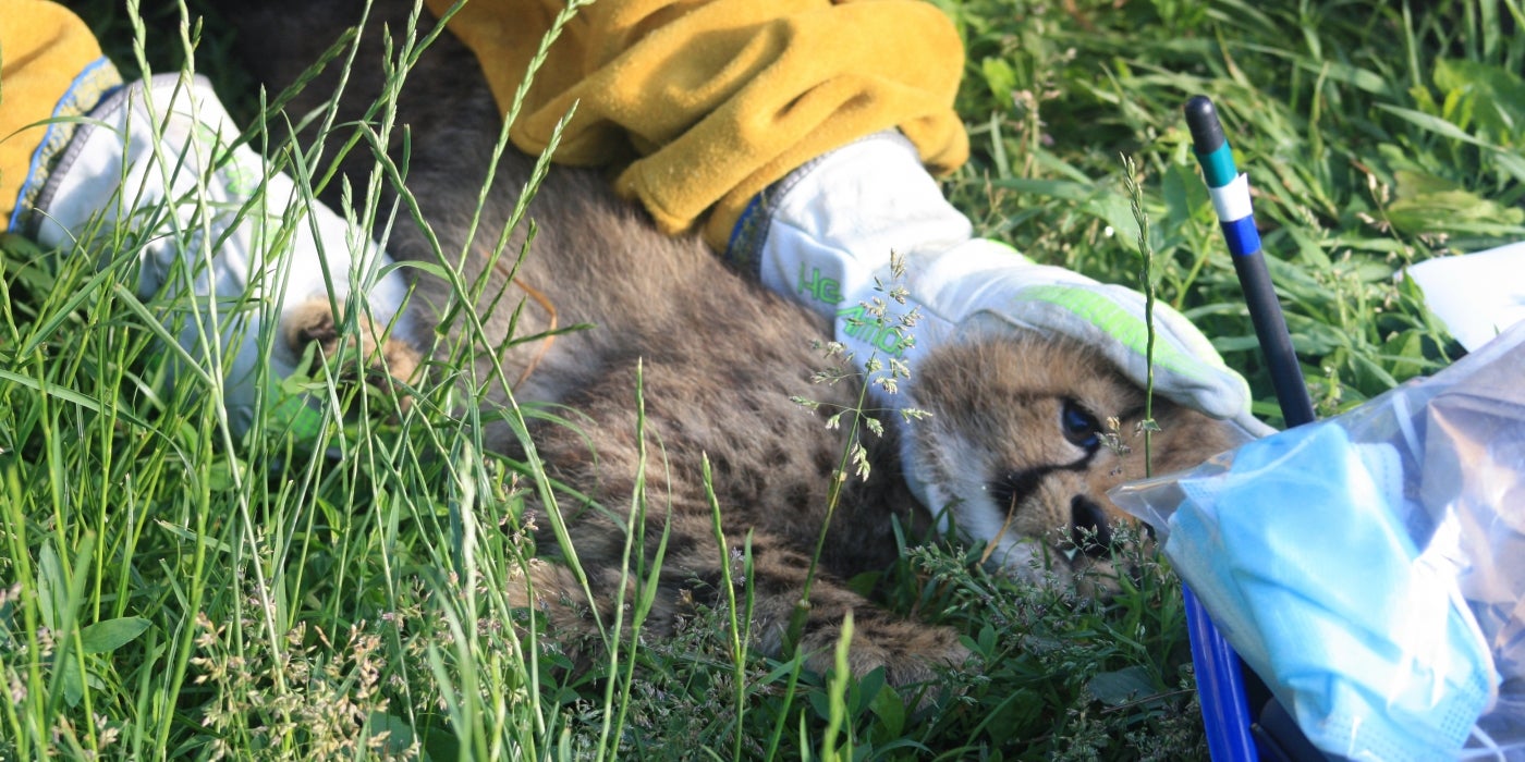 SCBI cheetah cub receives its 9-week-old vet exam. 