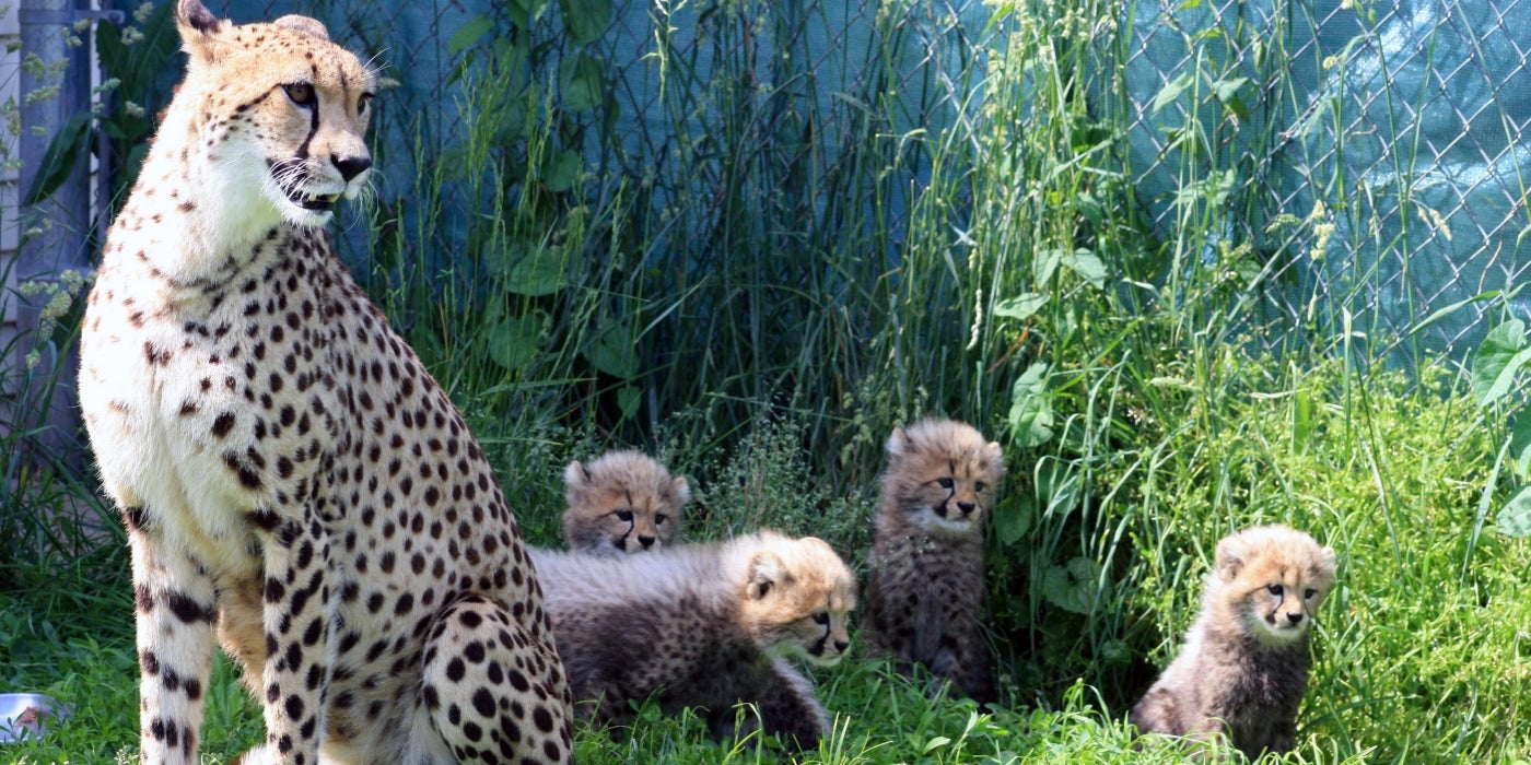 SCBI cheetah Echo and her four cubs: Amabala, Jabari, Hasani and Erindi. 