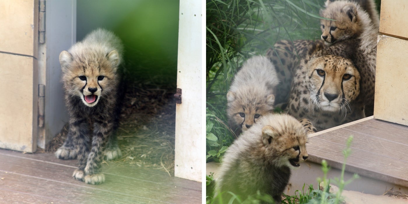 Cheetah Cubs and mom Echo at the Smithsonian Conservation Biology Institute at 2 months old. 
