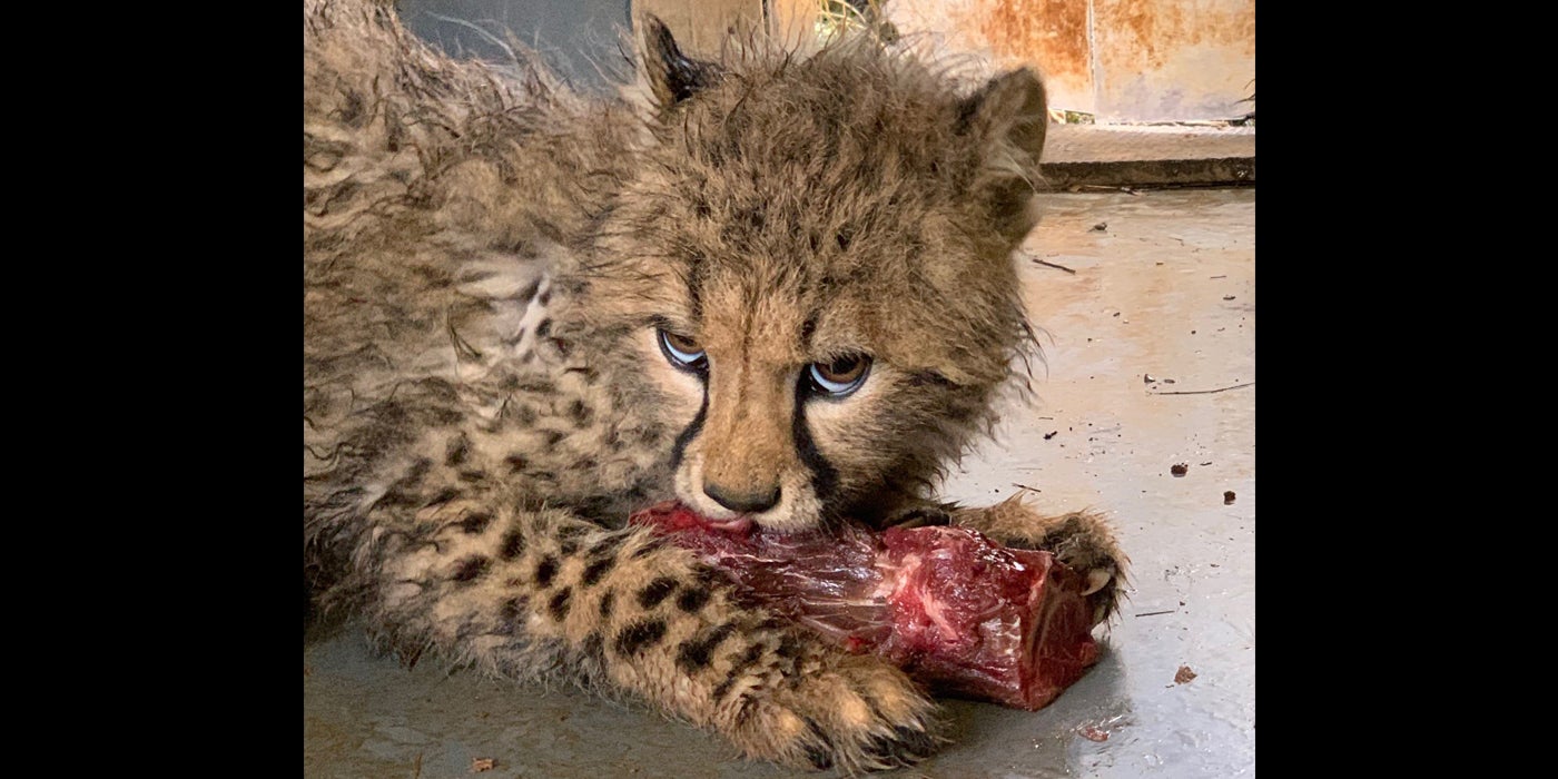 A 18-month-old cheetah cub chews on a horse bone, which is still covered in red meat. The cub is laying down, coming into the shot from the left side. It's eyes are glancing up at the keeper taking the photo. The cub appears to be indoors.