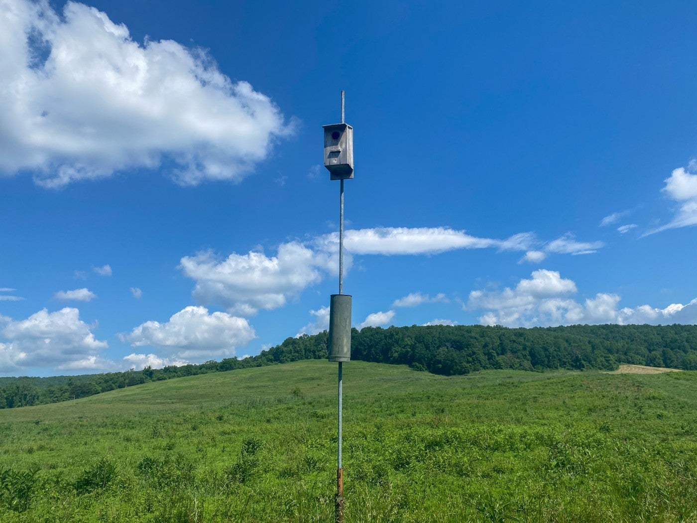 A wooden nest box on a tall pole in the middle of an open grassy field