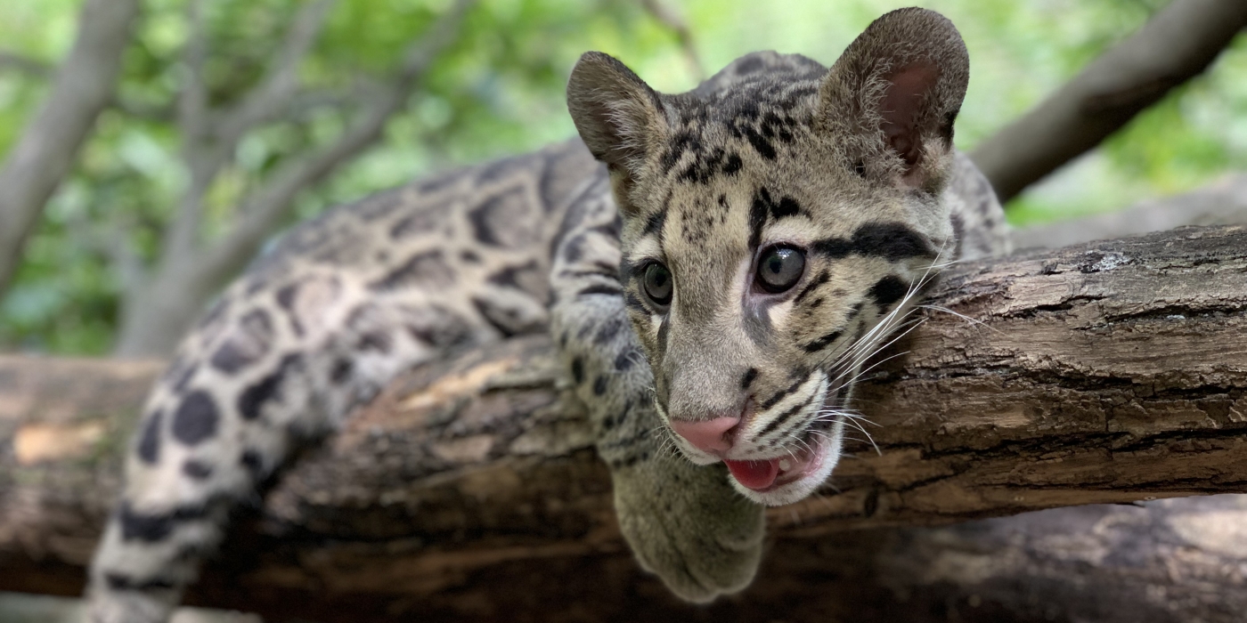 How to Care for Clouded Leopards | Smithsonian's National Zoo