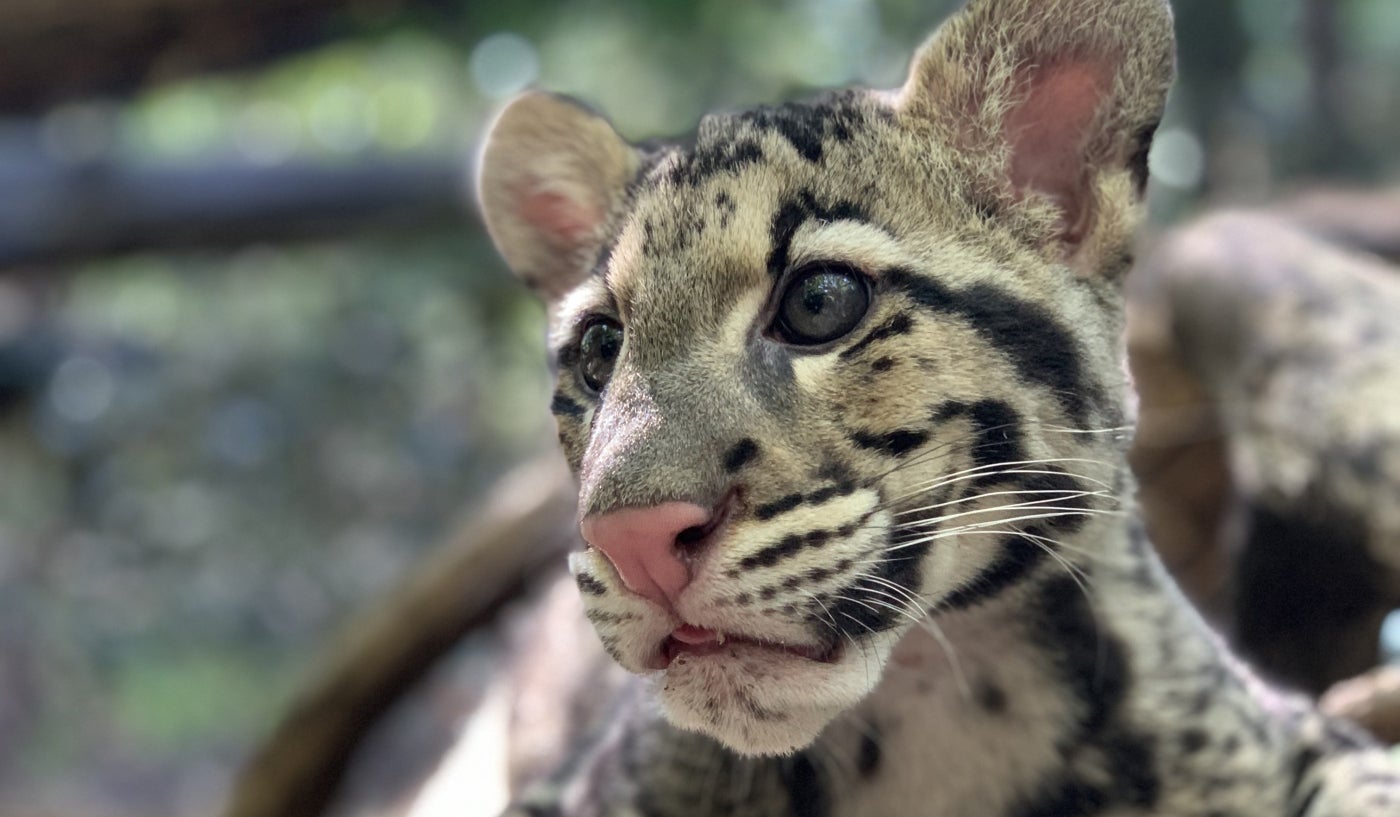 Close-up of a clouded leopard cub. 