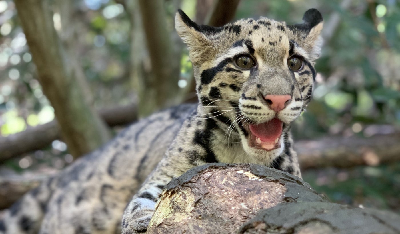 Clouded leopard cub on Asia Trail
