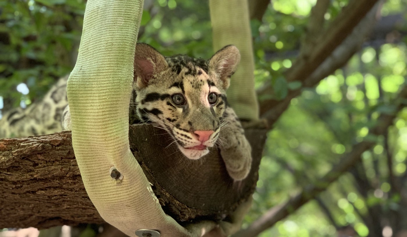 Clouded leopard cub on Asia Trail. 