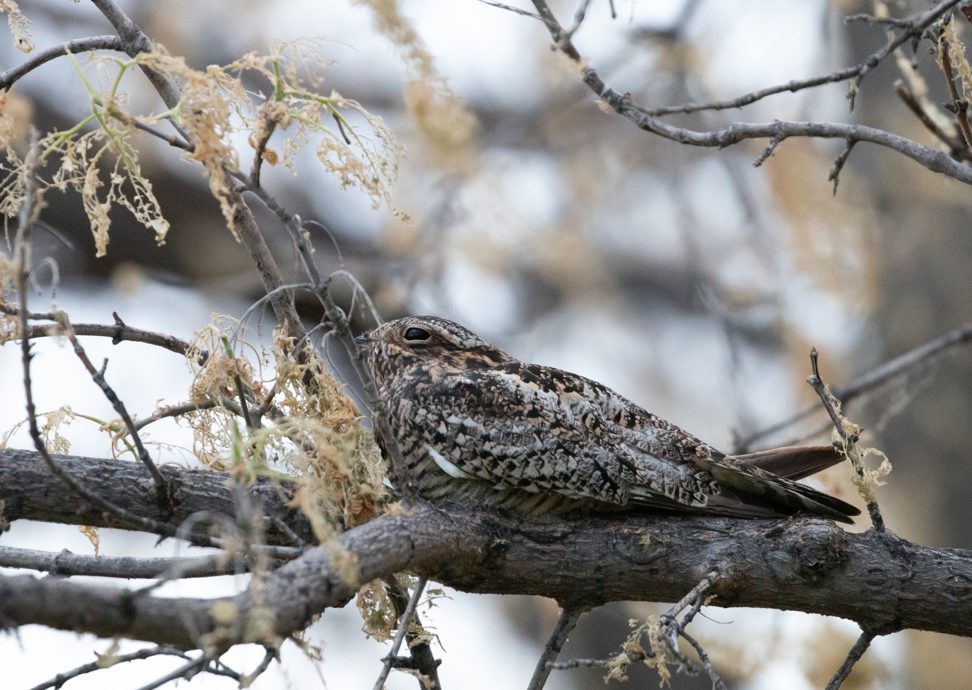 A bird, called a common nighthawk, rests on a tree branch camouflaged with its mottled feathers against the tree's bark