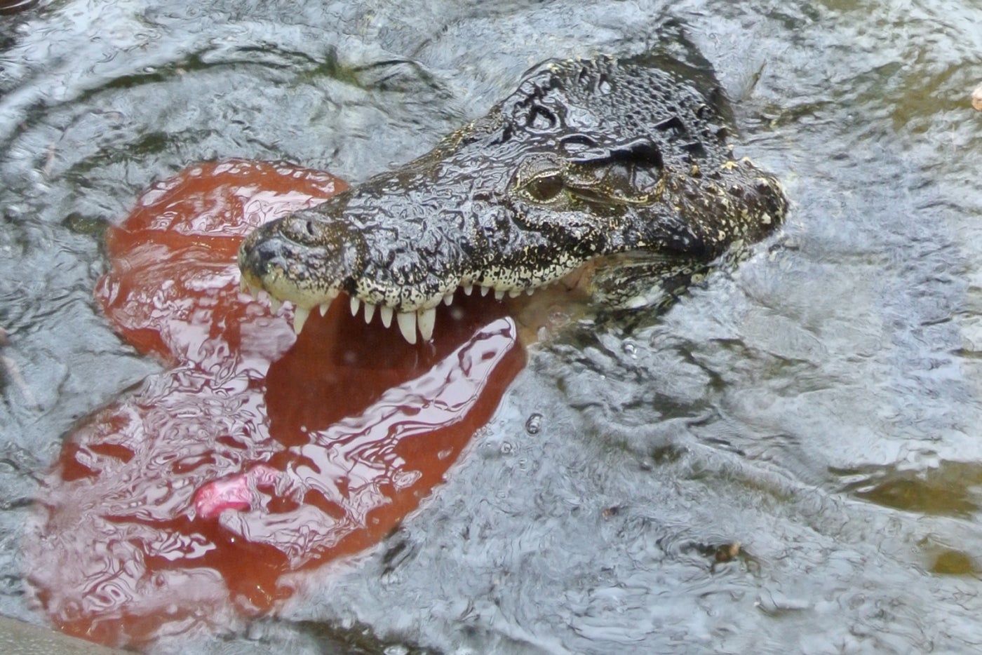 A Cuban crocodile holds a heart-shaped ice cake as part of a Valentine's Day enrichment.