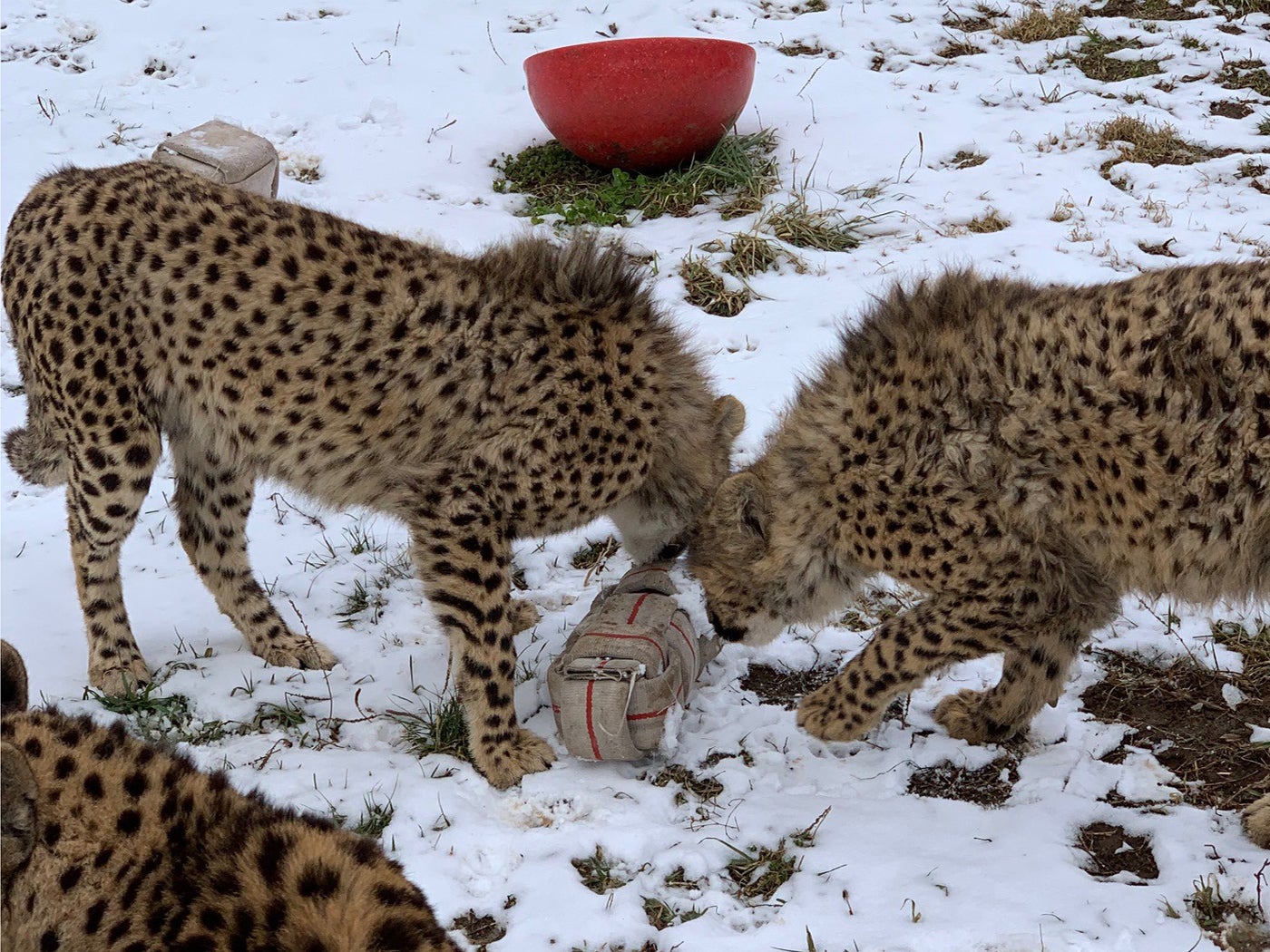 Two of Echo's cubs play with a cube-shaped toy made of fire hose.