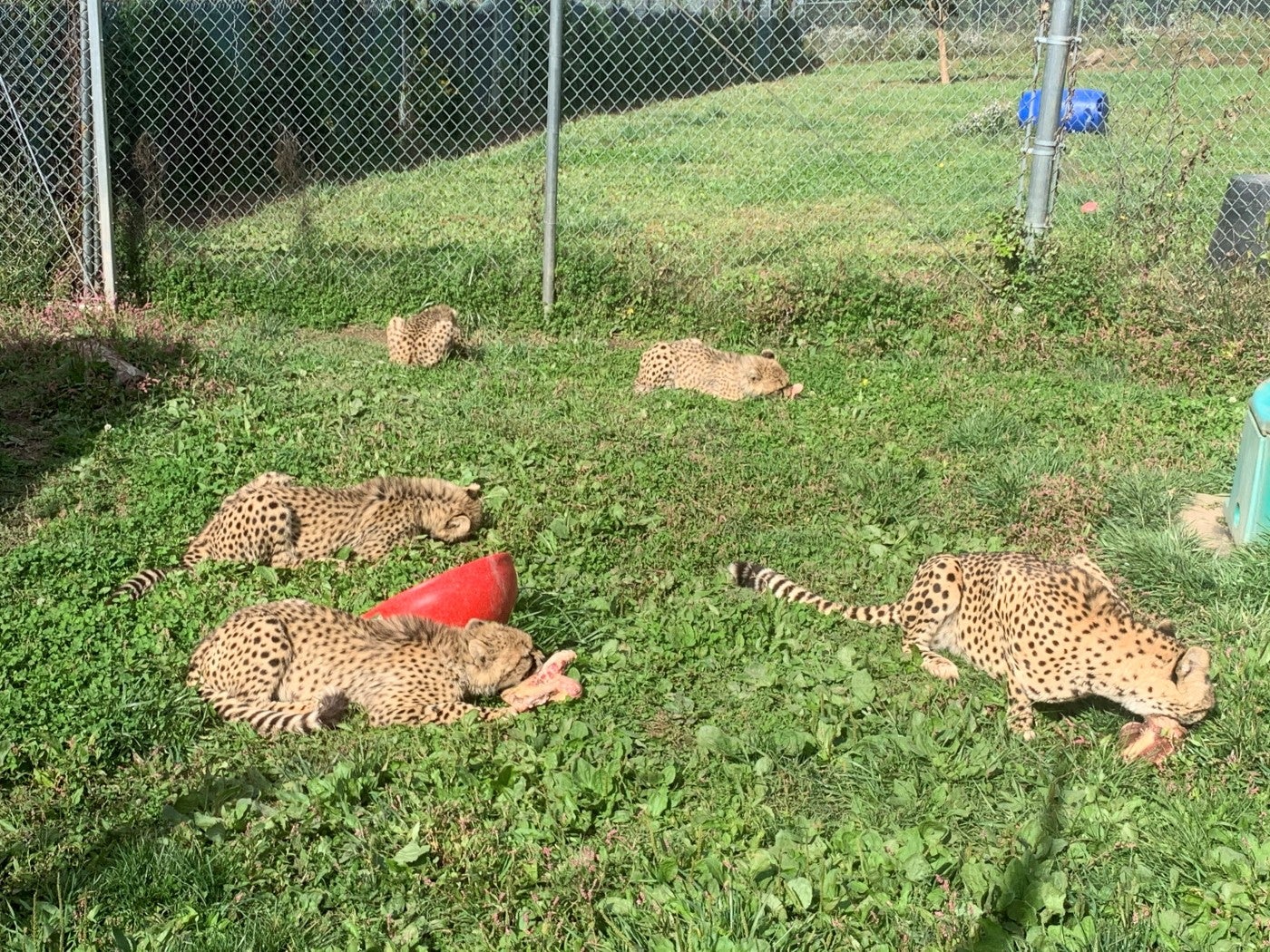 Cheetah, Echo and her four cubs enjoy horse knuckle bones in their yard.