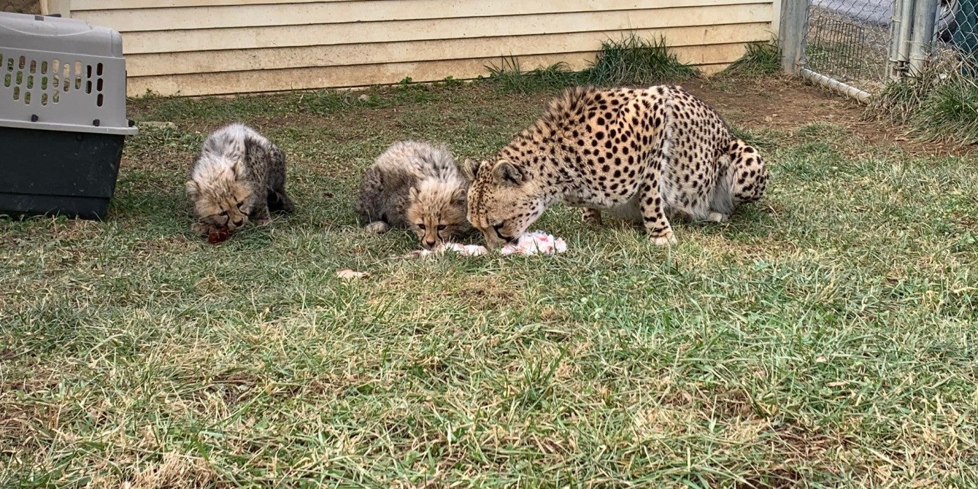 Three cheetahs sit in a yard eating frozen-thawed rabbits. Two of the cheetahs are 3-month-old cheetah cubs. The cub on the left has his own piece of meat and is glancing toward his brother and mother. His brother (middle) shares a rabbit with his mom.
