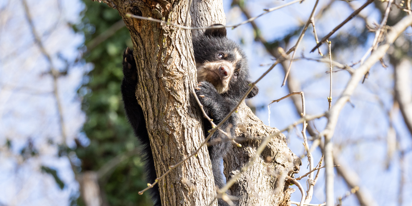 Ian, the four-month-old Andean bear cub, climbs a tree in his new habitat.