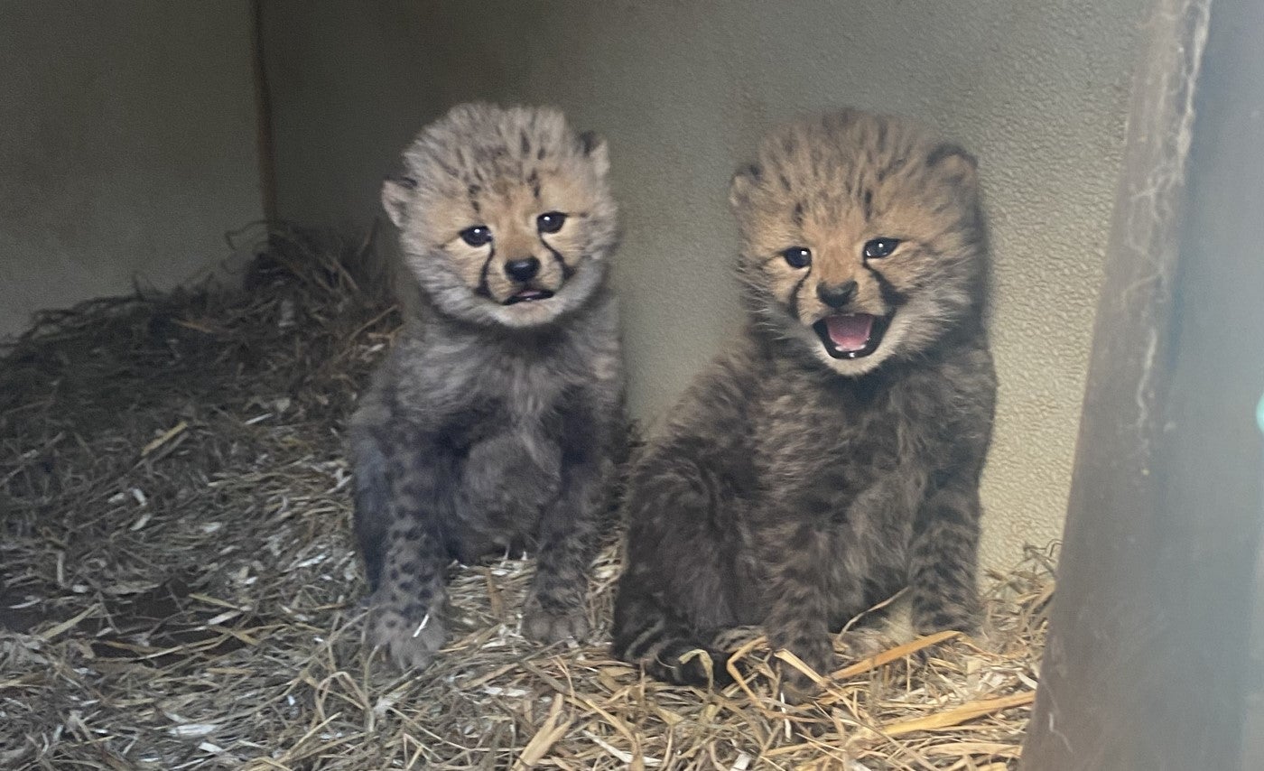 Two 1-month-old cheetah cubs sit in a den. The floor of the den is covered in hay. The cub on the right has his mouth open, which the one on the left does not.