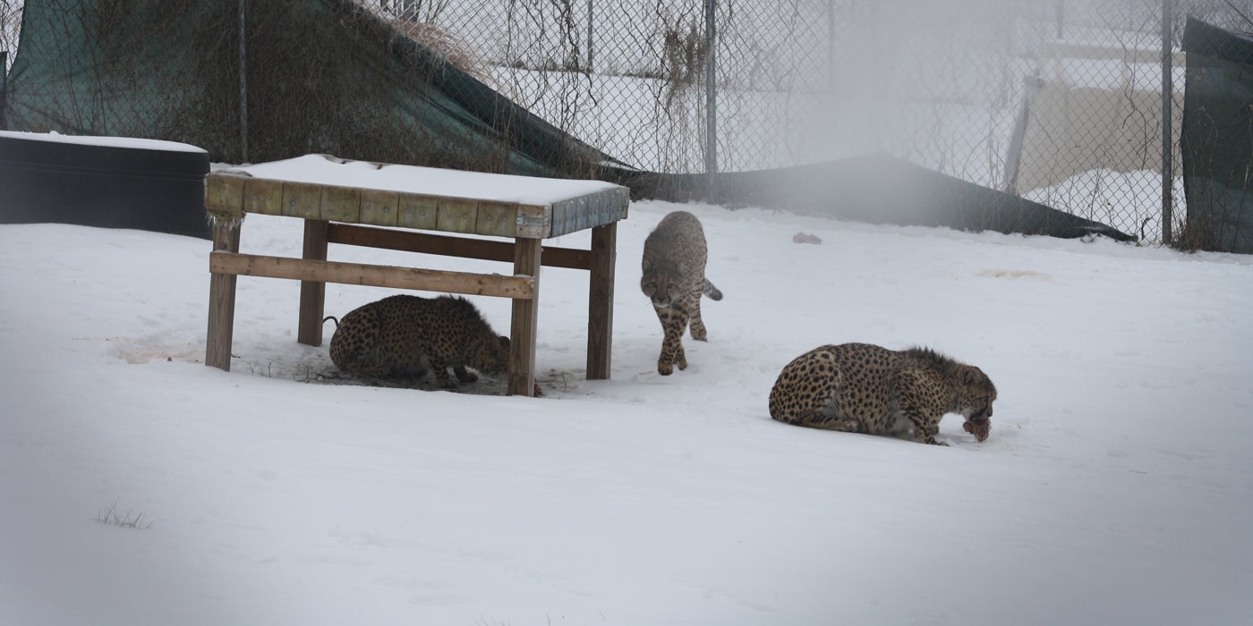 Through the fence, two cheetah cubs eat knuckle bones in the snow and a third cub walks between them. The cub enjoying a bone on the left is under a wooden structure, while the cub walking and the one on the right are in the open.