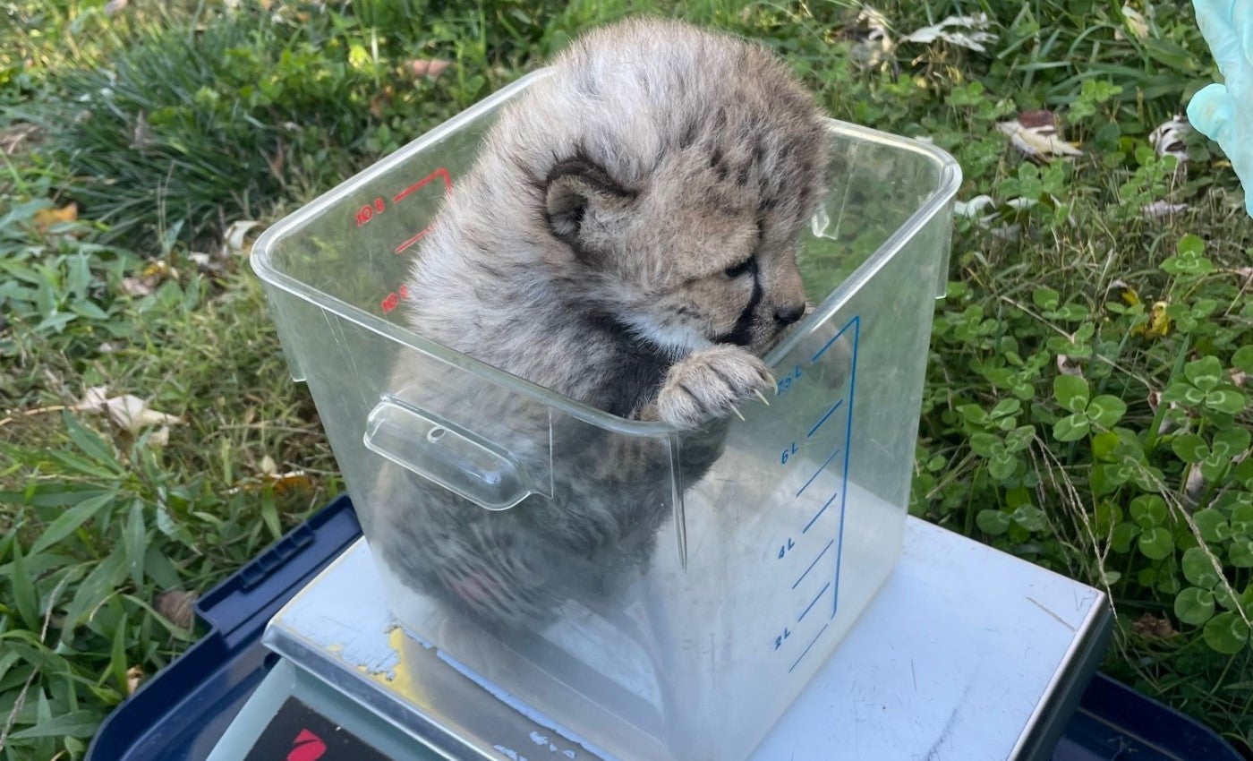 A 3-week-old cheetah cub sits in a tall rectangular, clear plastic container on a scale. The cub has one paw on the top rim and is sticking his head out a litte.