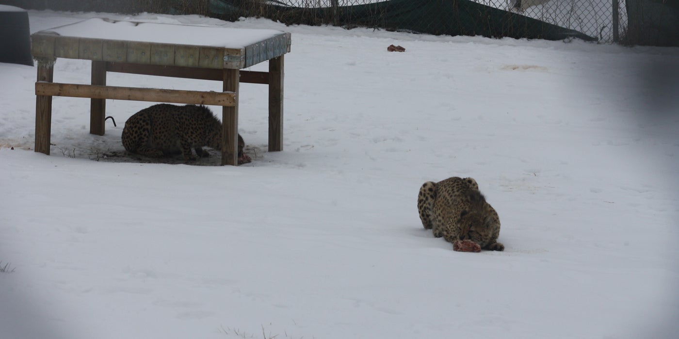 Through the fence, two cheetah cubs eat their knuckle bone enrichment in the snow. One cub is sitting under a wooden structure while the other is out in the open.