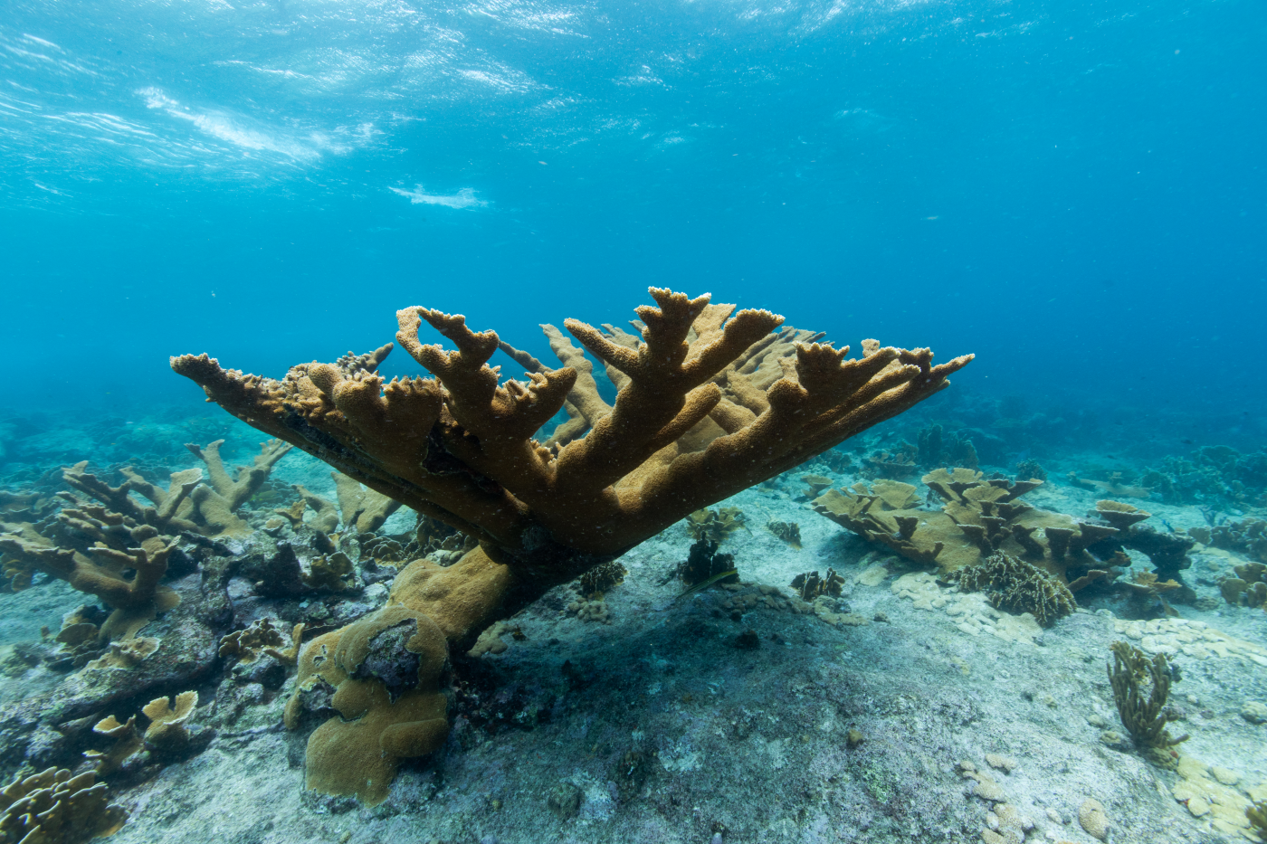 The Caribbean coral Acropora palmata will not vanish without a fight •
