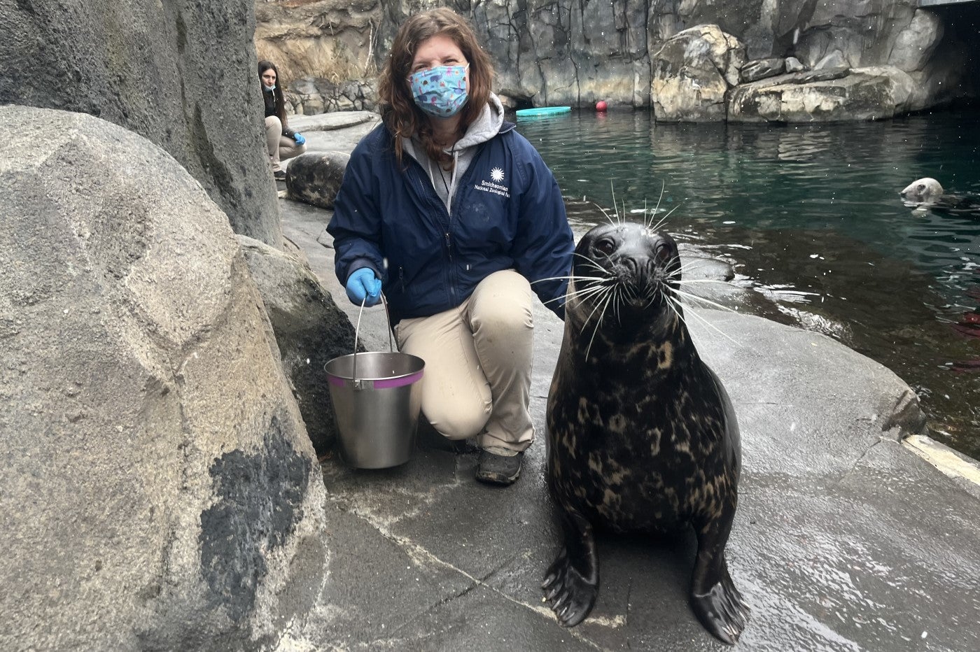 Animal keeper, Diana Vogel kneels next to harbor seal, Rabbit, in the outdoor enclosure. They are on hard ground and there is rock work to their left. To the right is water and a gray seal pops its head out of the water in the back.