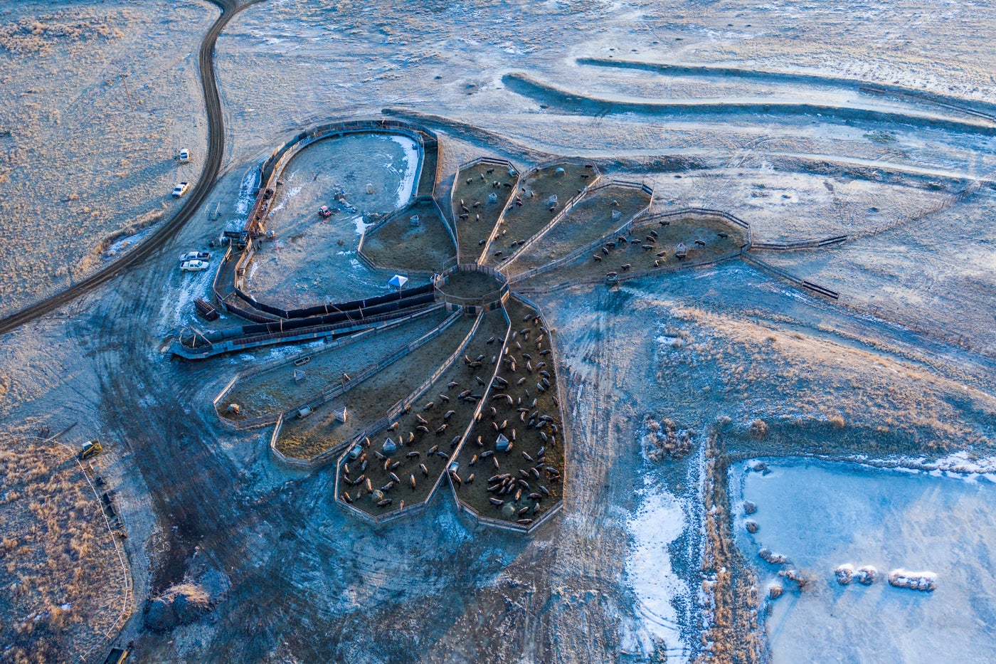 An aerial perspective of the bison enclosure. The lower portion resembles a flower, with each "petal" forming a separate corral. The chute in the upper portion resembles a racetrack.