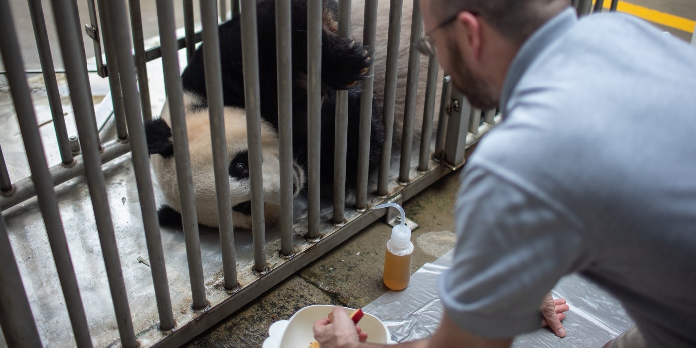 Keeper Marty Dearie asks giant panda Mei Xiang to lay on her side for an ultrasound. 