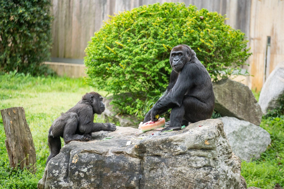 Gorilla Moke (left) climbs atop a rock to join Mandara (right), who is enjoying a piece of fruitsicle cake.