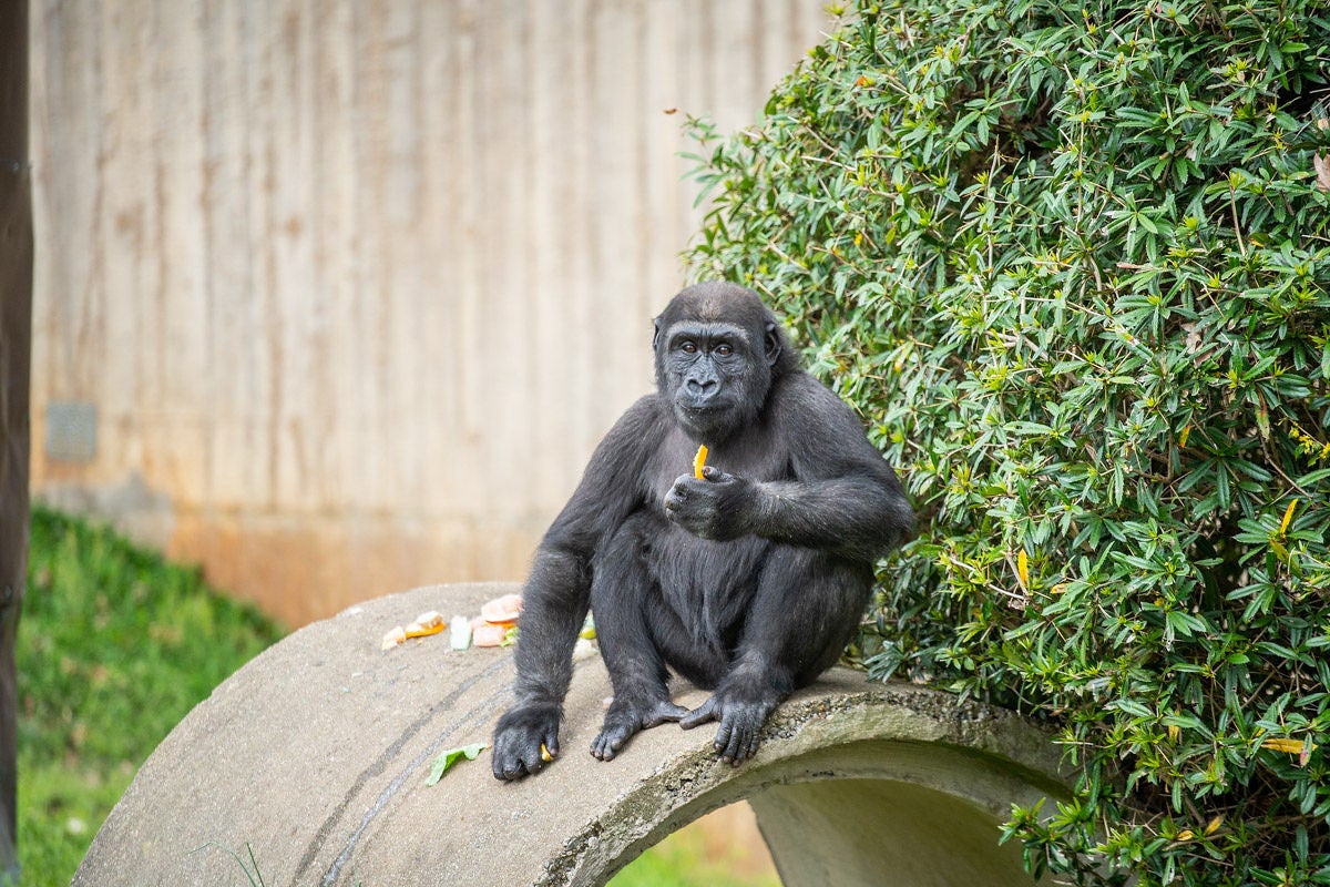 Gorilla Moke sits atop a concrete cylinder eating a piece of his birthday fruitsicle cake. 